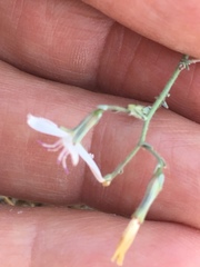 Stephanomeria exigua exigua