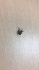 Curculio proboscideus