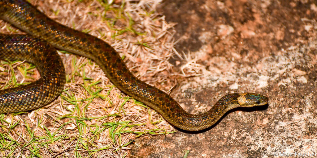 Pilsbry's Dwarf Boa