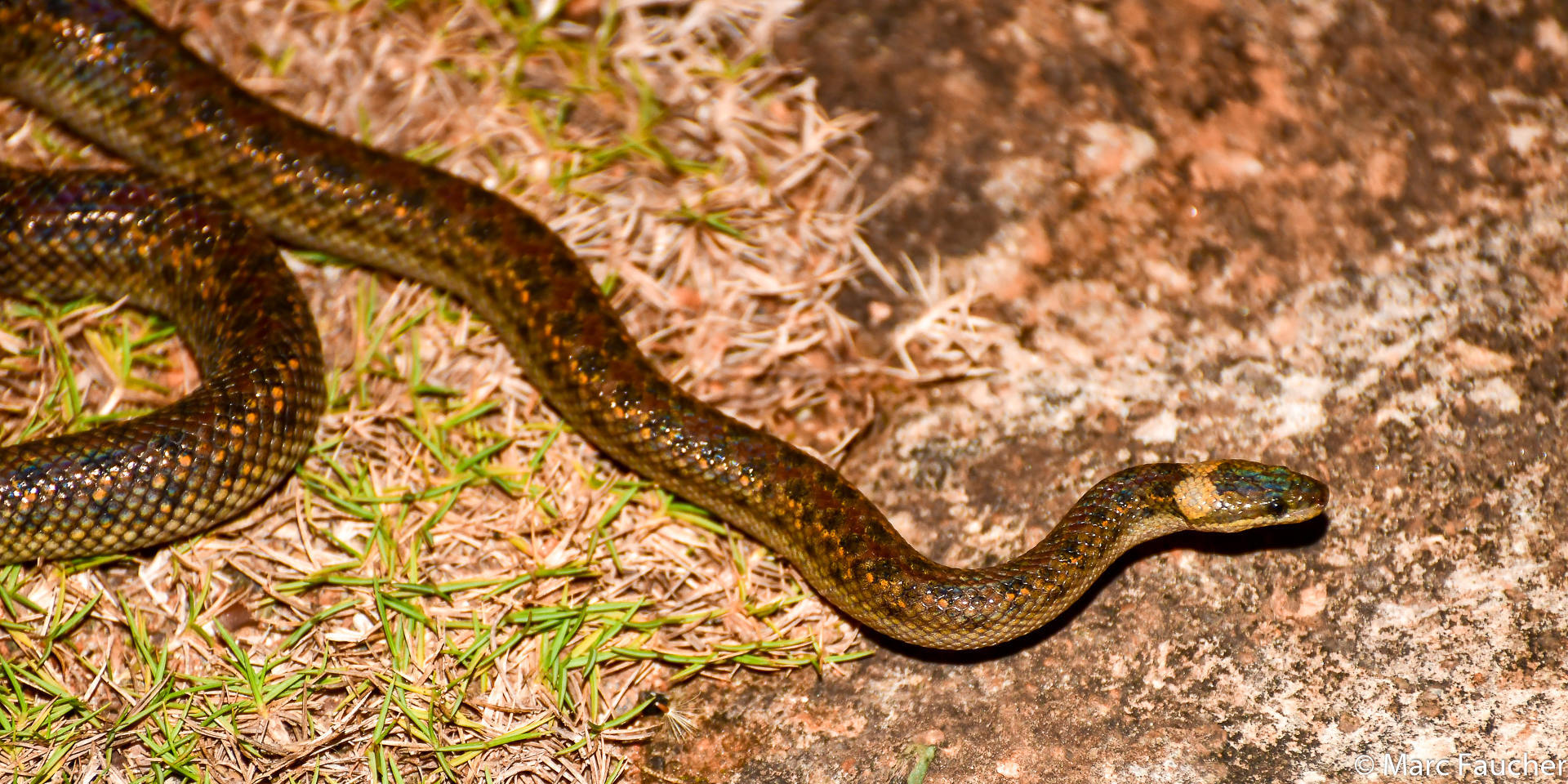 Pilsbry's Dwarf Boa photo 2