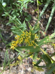 Solidago chapmanii image