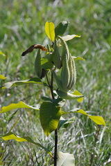 Asclepias syriaca