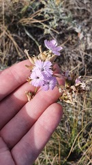 Dianthus polymorphus
