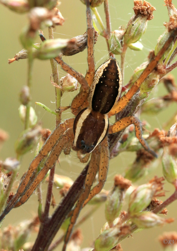 Raft Spider