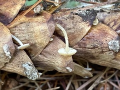 Baeospora