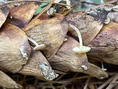 Baeospora