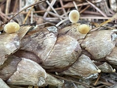 Baeospora
