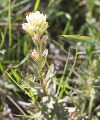 Castilleja affinis neglecta