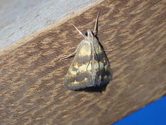 Evergestis marionalis