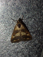 Evergestis marionalis