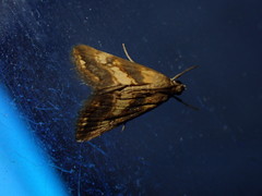 Evergestis marionalis