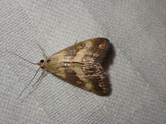 Evergestis marionalis