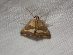 Evergestis marionalis