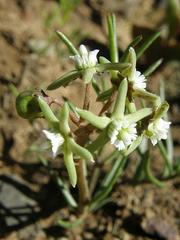 Eustegia minuta