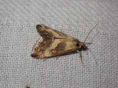 Evergestis marionalis