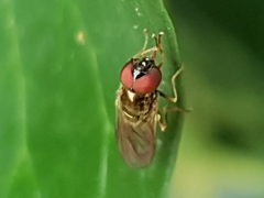 Melanostoma mellinum