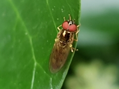 Melanostoma mellinum