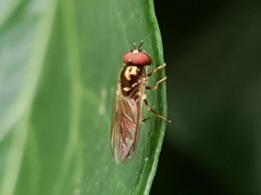 Melanostoma mellinum