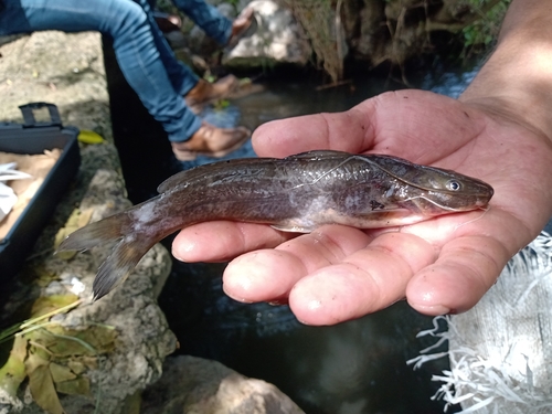 Cave chulín (Rhamdia laticauda) — Heptapteridae — 2