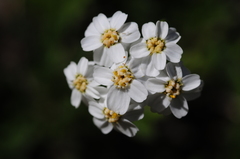 Achillea erba-rotta