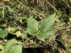 Rubus roribaccus