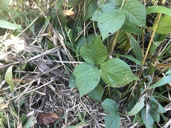Rubus roribaccus