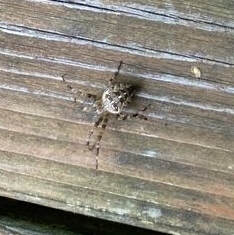 Araneus diadematus