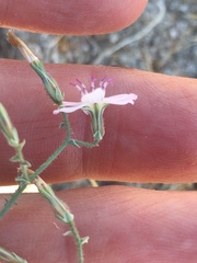Stephanomeria exigua exigua