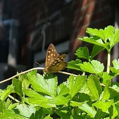 Pararge aegeria