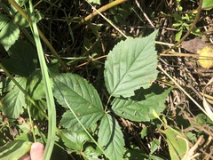 Rubus heterophyllus