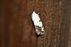 Tarache tetragona
