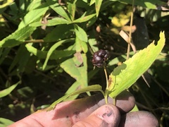 Rubus heterophyllus