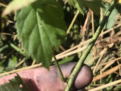 Rubus heterophyllus