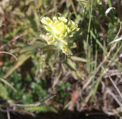 Castilleja affinis neglecta