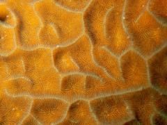 Gardineroseris planulata