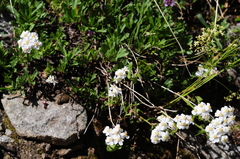 Achillea erba-rotta