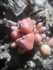 Graptopetalum