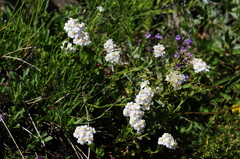 Achillea erba-rotta