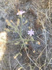 Stephanomeria exigua exigua