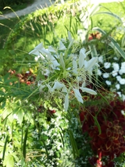 Cleoserrata speciosa