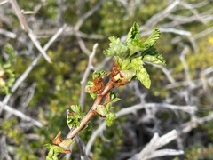 Ribes cucullatum