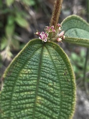Miconia rubra