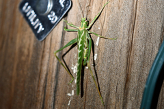 Insara elegans