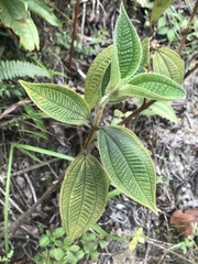 Miconia rubra
