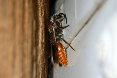 Sphaeropthalma imperialis