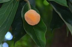 Artocarpus hypargyreus