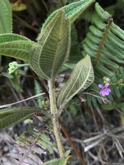 Miconia rubra