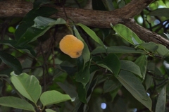 Artocarpus hypargyreus