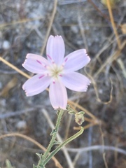 Stephanomeria exigua exigua