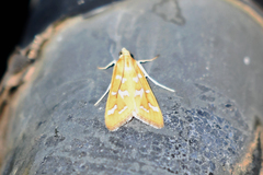 Diastictis